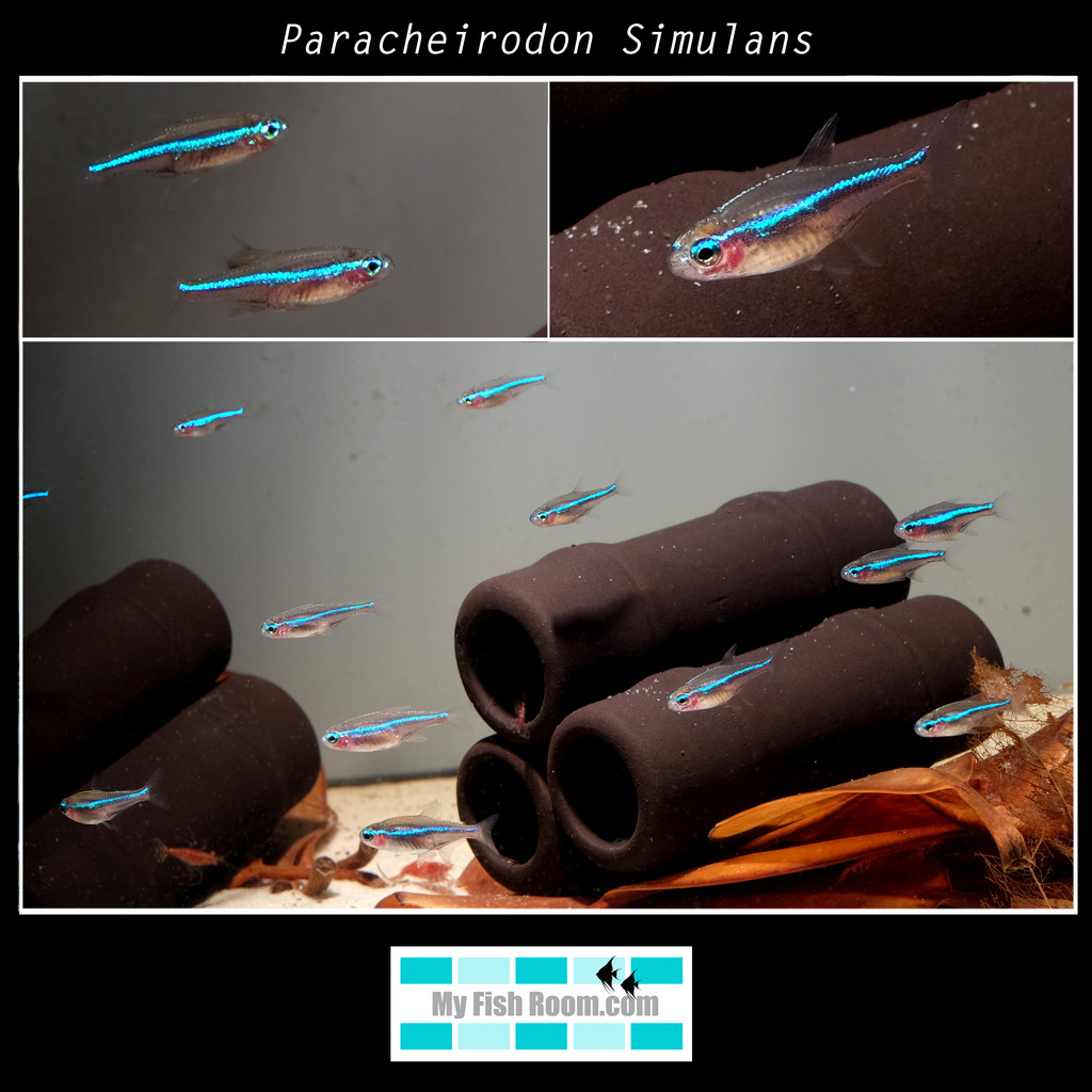 Peces en tienda de la importación de Diciembre Paracheirodon%20Simulans_zpsjc41bfwx