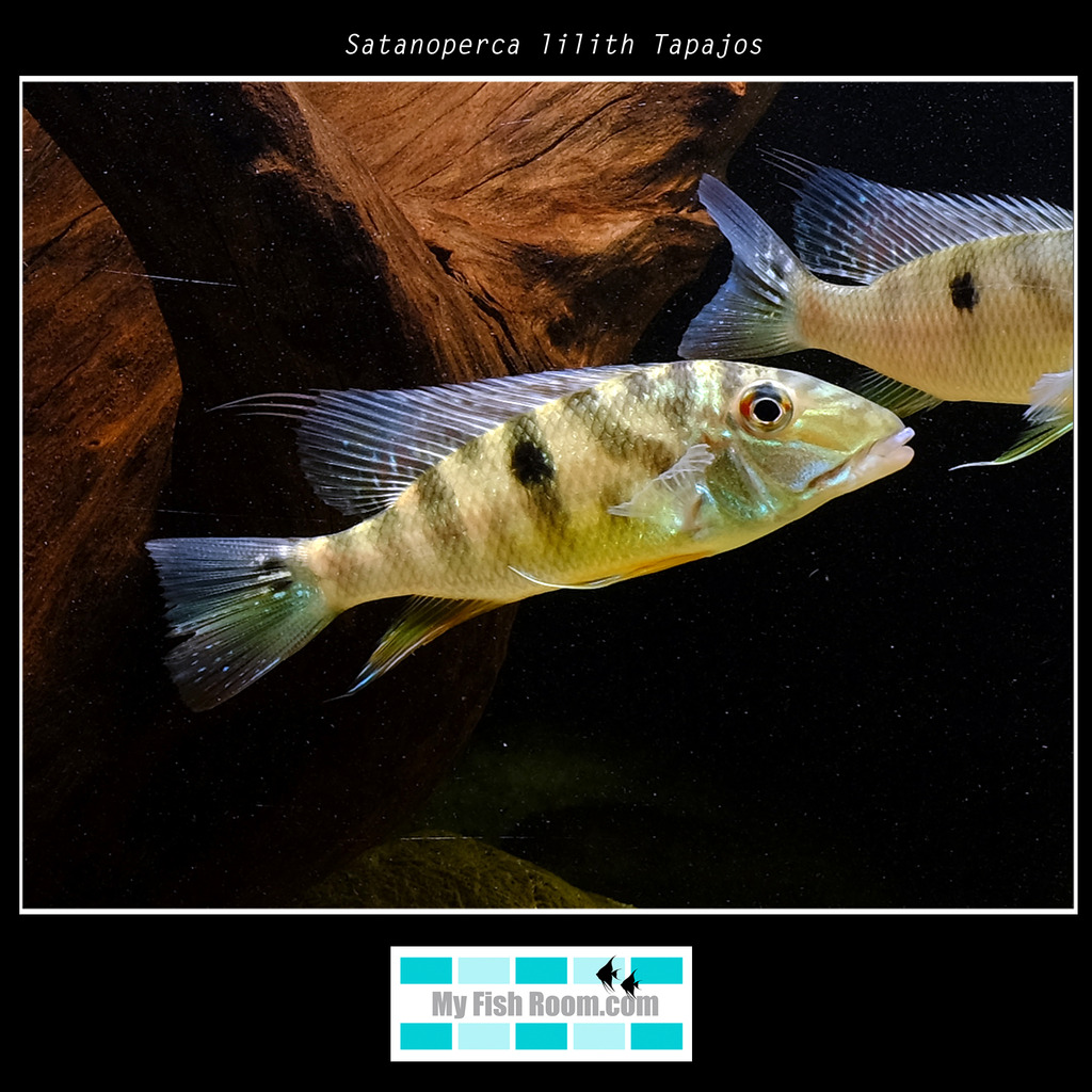 Peces en tienda de la importación de Diciembre Satanoperca%20lilith%20Tapajos2_zpsv8ipygrt