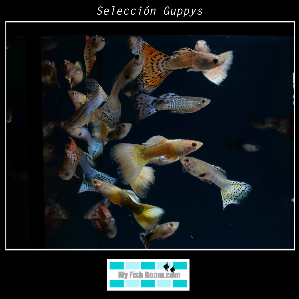 Peces en tienda de la importación de Diciembre Seleccioacuten%20Guppys6_zpsacuafgpg