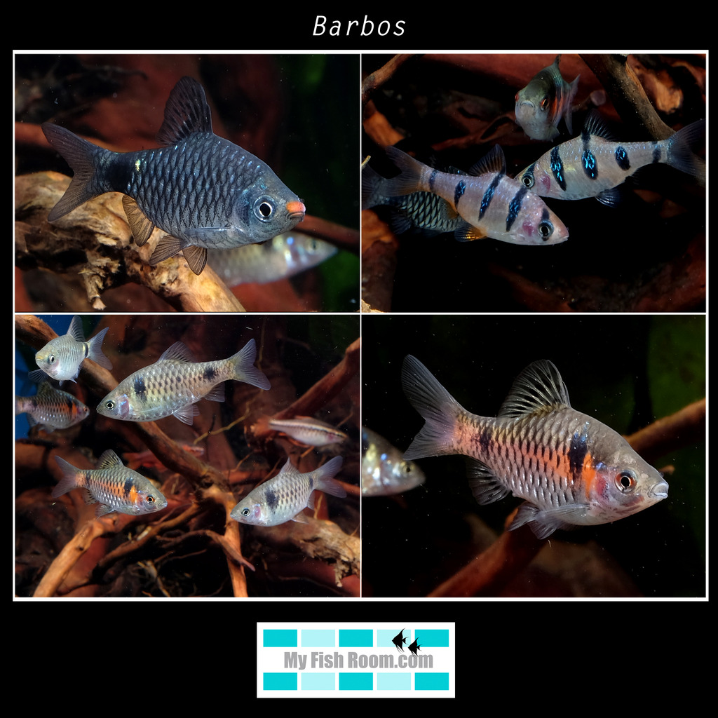 Peces en tienda de la importación de Diciembre Barbos3_zpssetnvws0