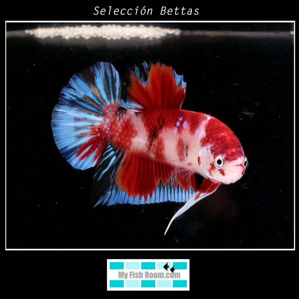 Peces en tienda de la importación de Diciembre Betta10_zpspxb14vmn