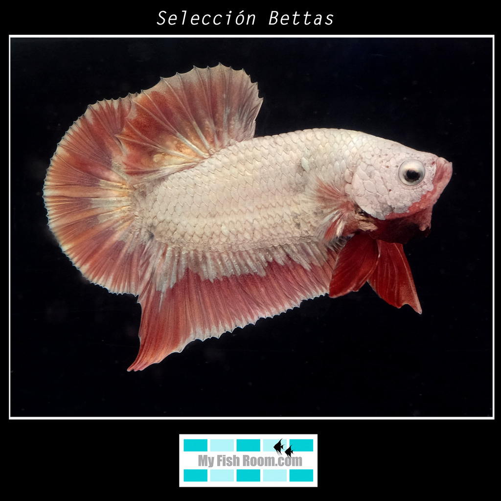 Peces en tienda de la importación de Diciembre Betta3_zpsumues5gs