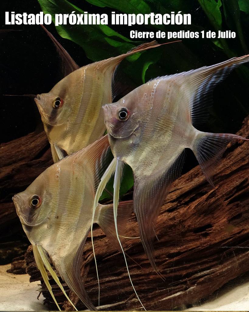 Listado próxima importación Francia  Importacion%20peces%20francia_zpsc1ylzh3j