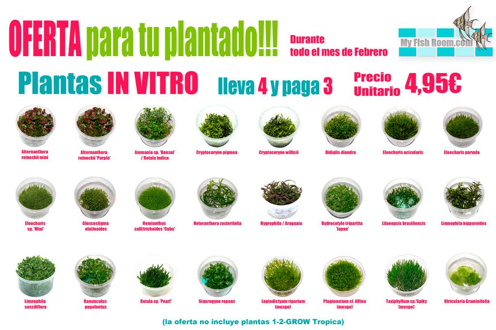 Nueva llegada de plantas Tropica Dinamarca - FEBRERO más de 150 plantas en stock!!! Invitro_zpstvuvwk23