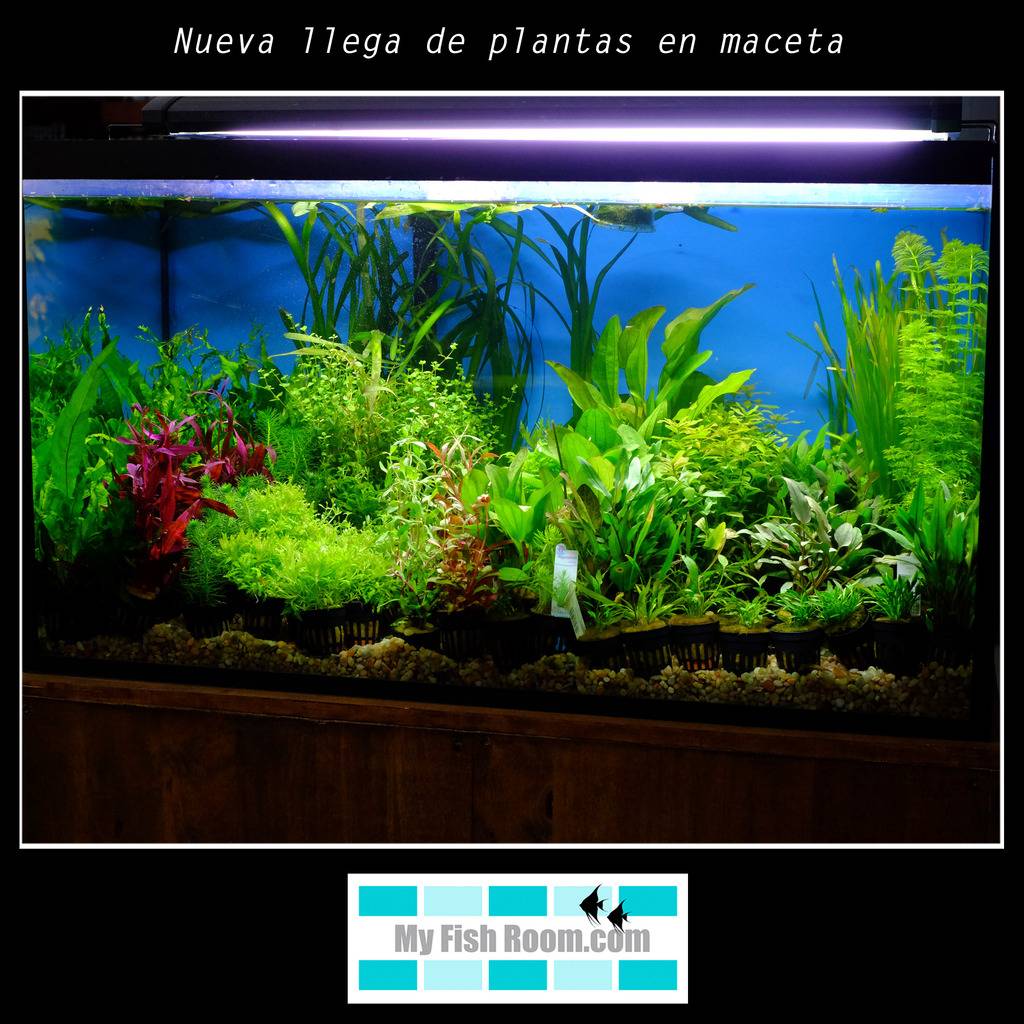 Nueva llegada de plantas en MACETA y PLANTAS MADRE Nueva%20llega%20de%20plantas%201_zpsnhl78ded