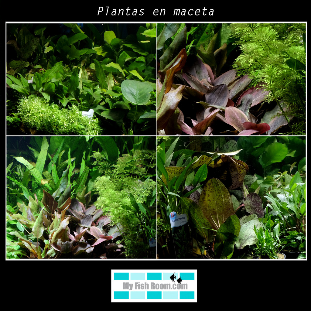 Nueva llegada de plantas , IN VITRO y MACETA Maceta3_zps4zpldtg5