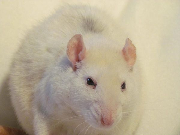 De ratties van Kayleigh. IMG_9224_zpsb657c297