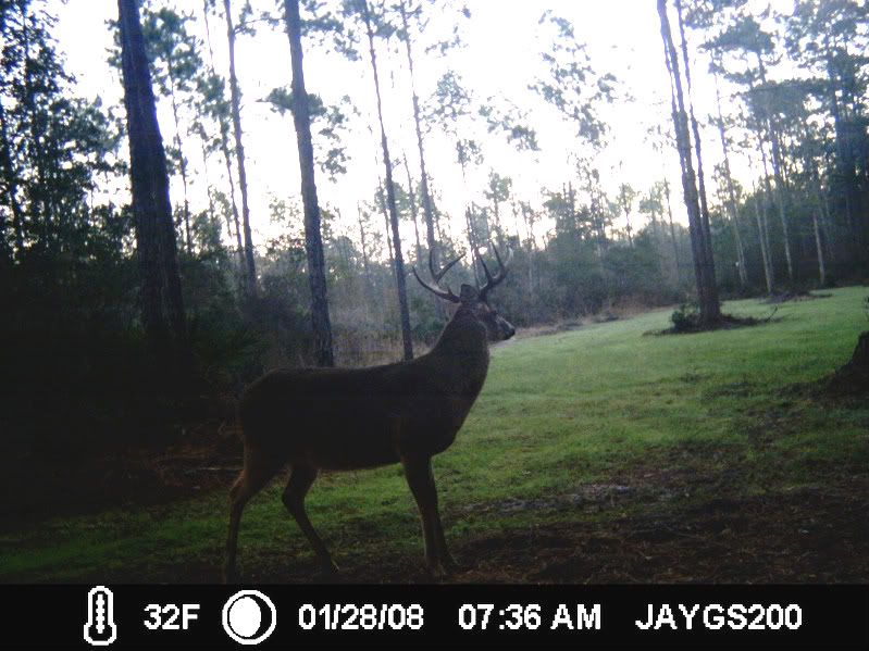 West Florida 8 point Bigbuck