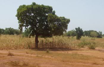 [td27] land rover africain le dio Brousse_savane3