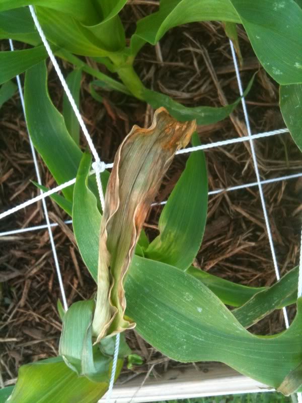 Help! Now I'm worried! Corn2