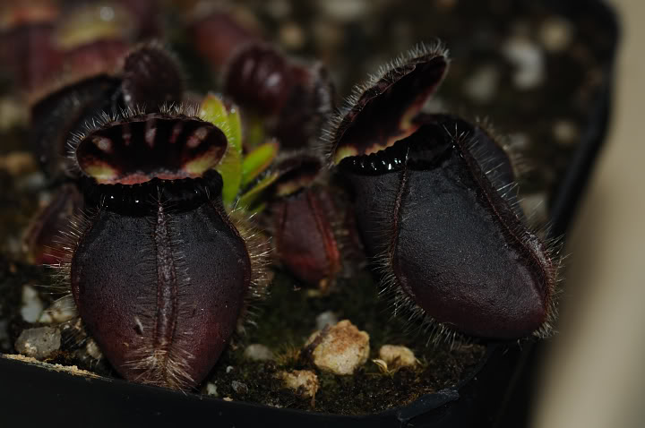 Le fils du Cephalotus "Eden Black" DSC_4484