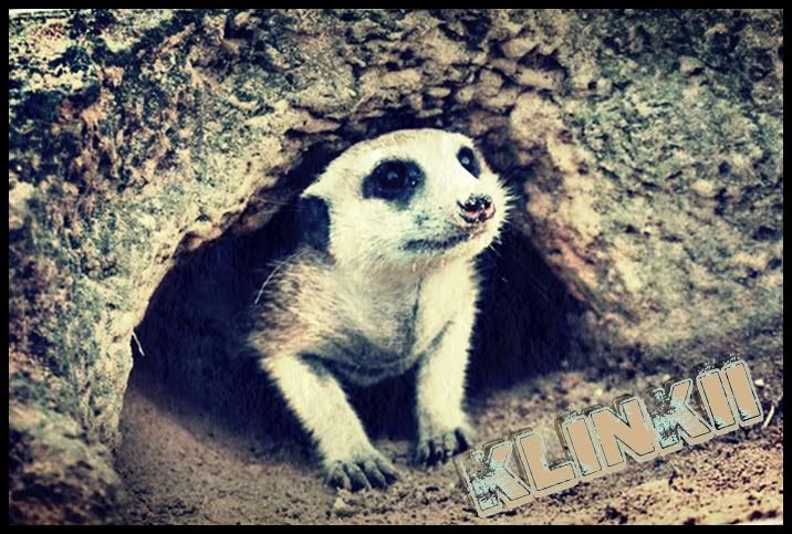 || klinkii } Meerkatpeeking