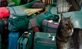 Η catάληψη - Σελίδα 17 Luggage-on-an-airport-car-008copy