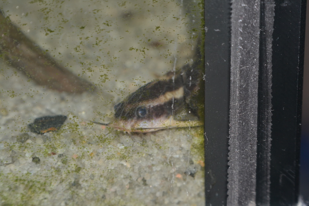 Platydoras armatulus (Valenciennes, 1840) DSC_0348