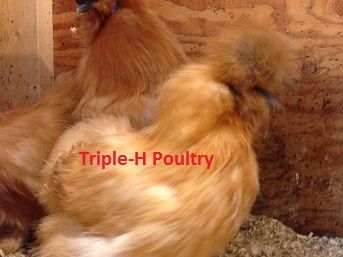 Buff Silkies for Sale-flock disperal E36d0ee9de29777221e9f75f2e3e6ed6