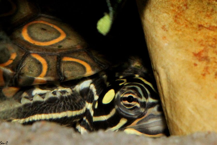 Mes tortues...(SEN.C) IMG_5941