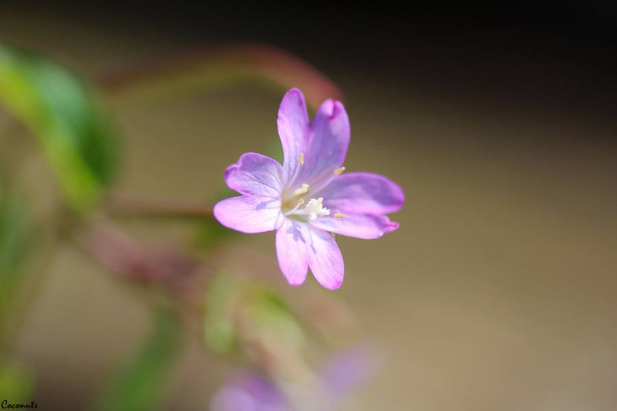 Libellules (comme Evelyne...) IMG_7324