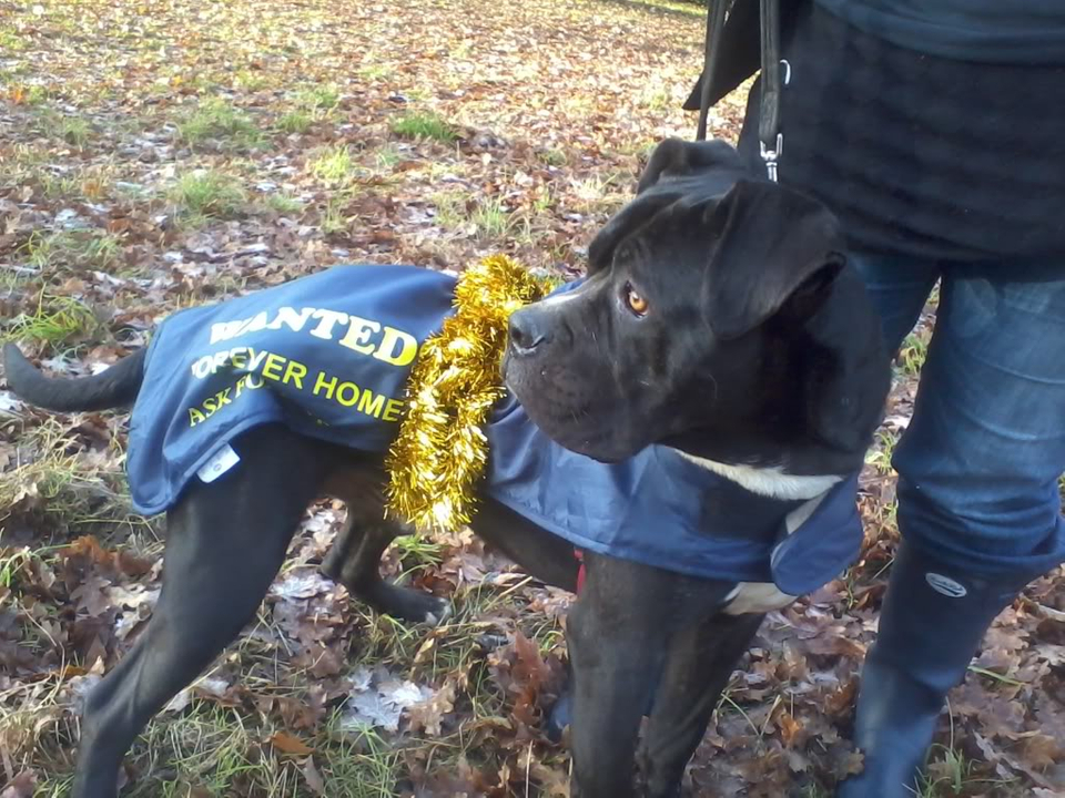 Kane - Cane Corso cross 2011-12-18101633