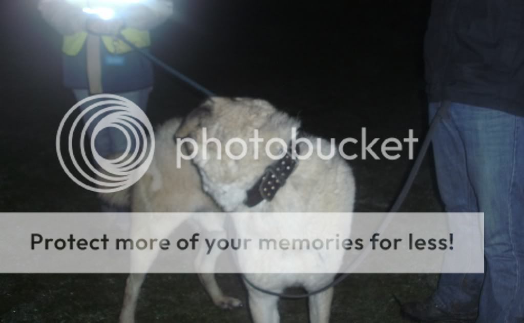 Anatolian Shepherd - Male HOMED PICT1432