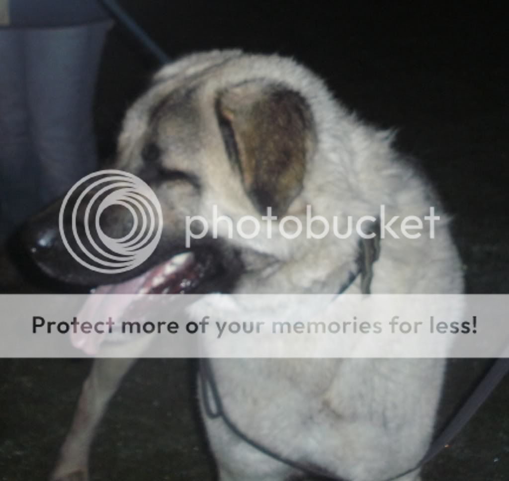 Anatolian Shepherd - Male HOMED PICT1433