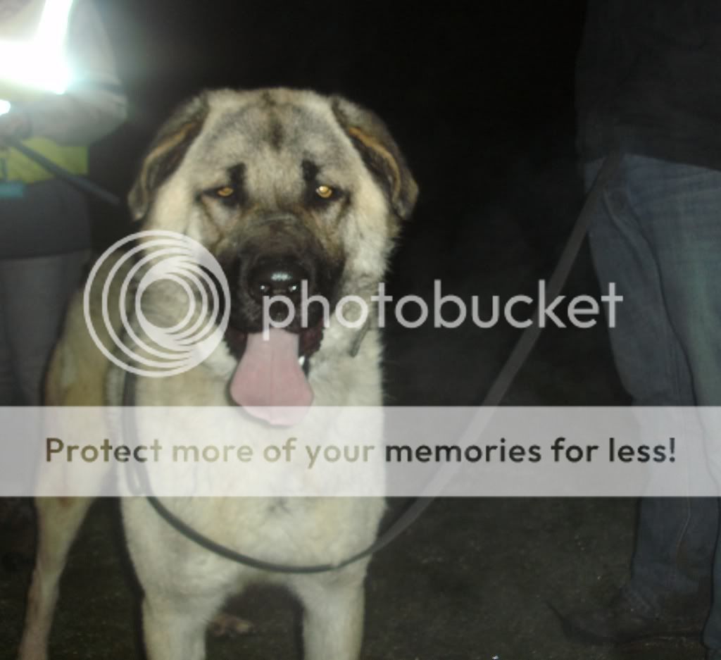 Anatolian Shepherd - Male HOMED PICT1434