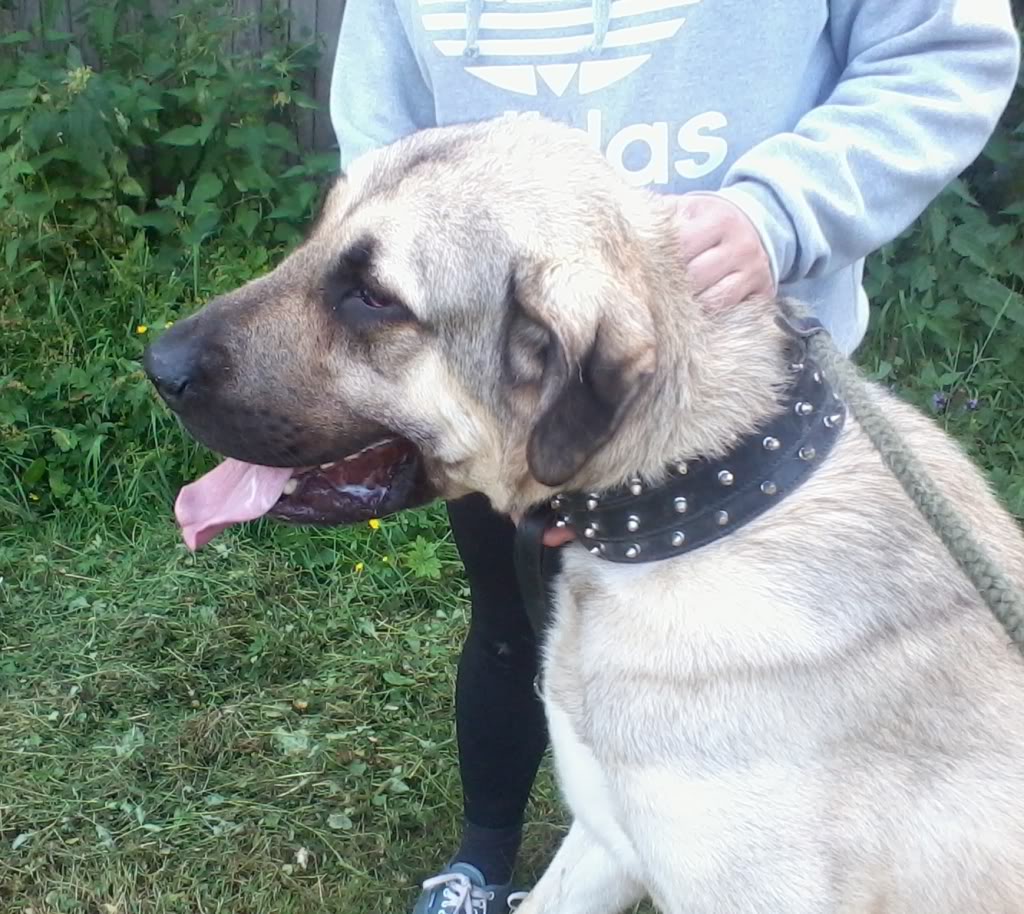 Kurt Cobain - Anatolian Shepherd  - REHOMED!  2012-07-27155313