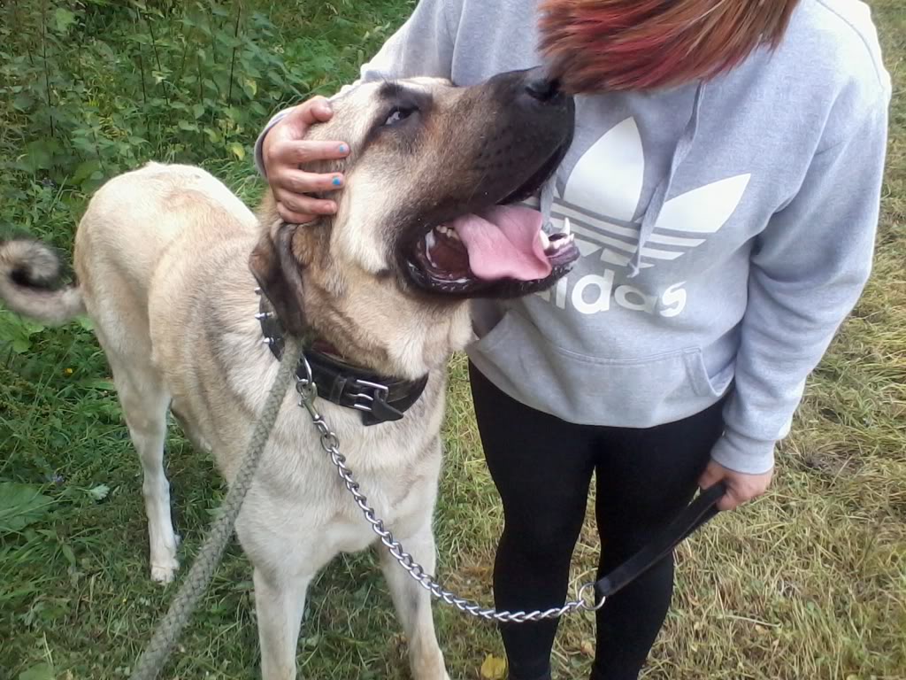 Kurt Cobain - Anatolian Shepherd  - REHOMED!  2012-07-27155402