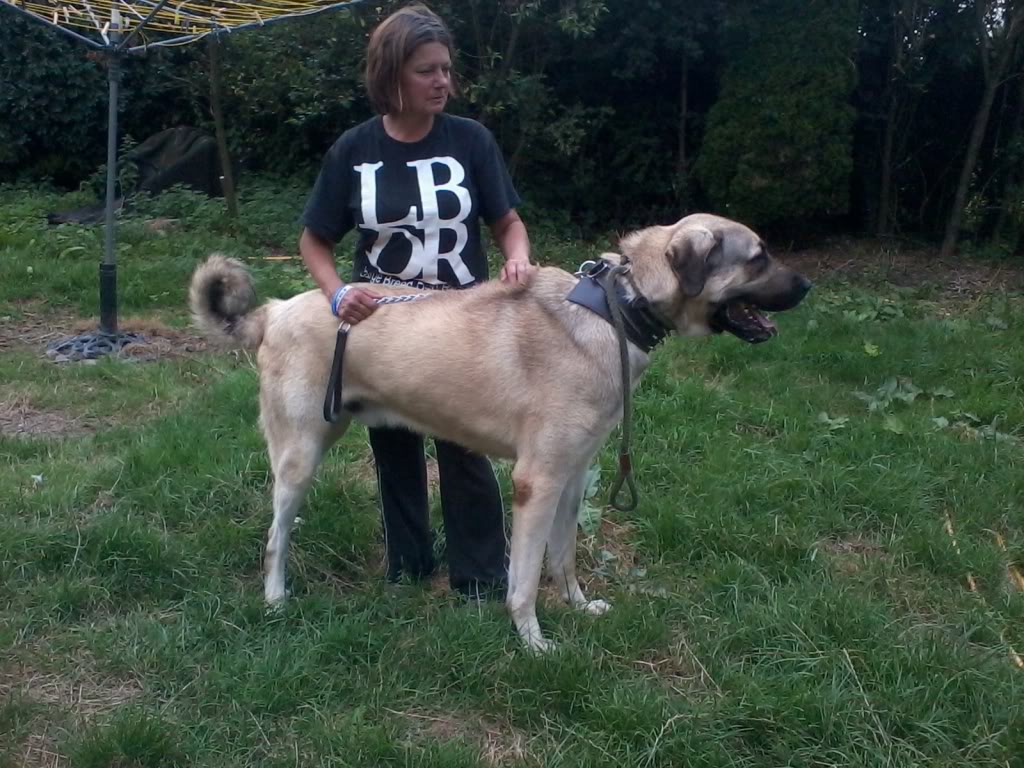 Kurt Cobain - Anatolian Shepherd  - REHOMED!  2012-07-27170519