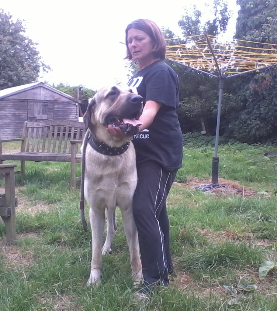 Kurt Cobain - Anatolian Shepherd  - REHOMED!  2012-07-27170532