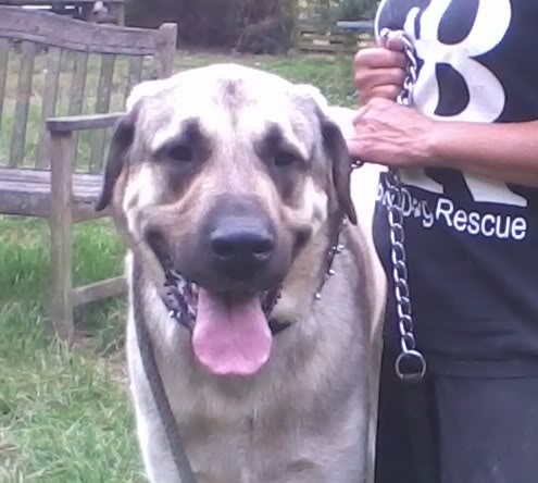 Kurt Cobain - Anatolian Shepherd  - REHOMED!  2012-07-27170542