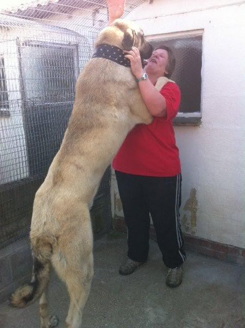 Kurt Cobain - Anatolian Shepherd  - REHOMED!  KurtCobain