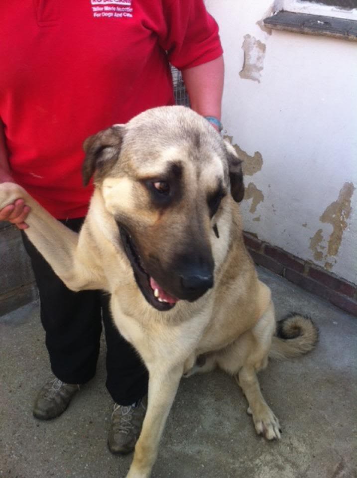 Kurt Cobain - Anatolian Shepherd  - REHOMED!  KurtCobain2