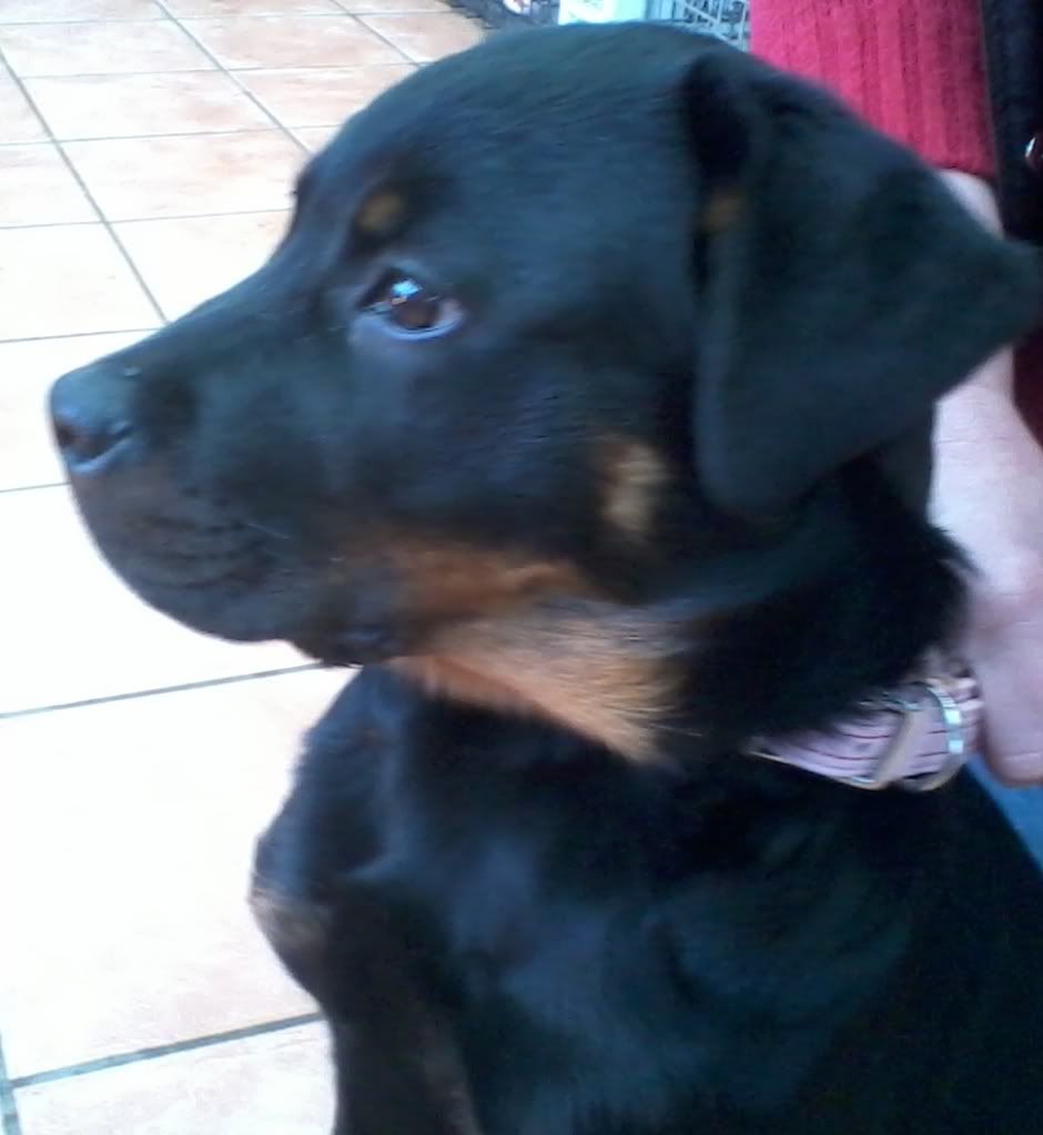 Lottie the Rotti - REHOMED 2012-02-12153713