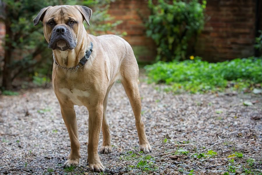 Bruce - Bullmastiff LBRD16of17