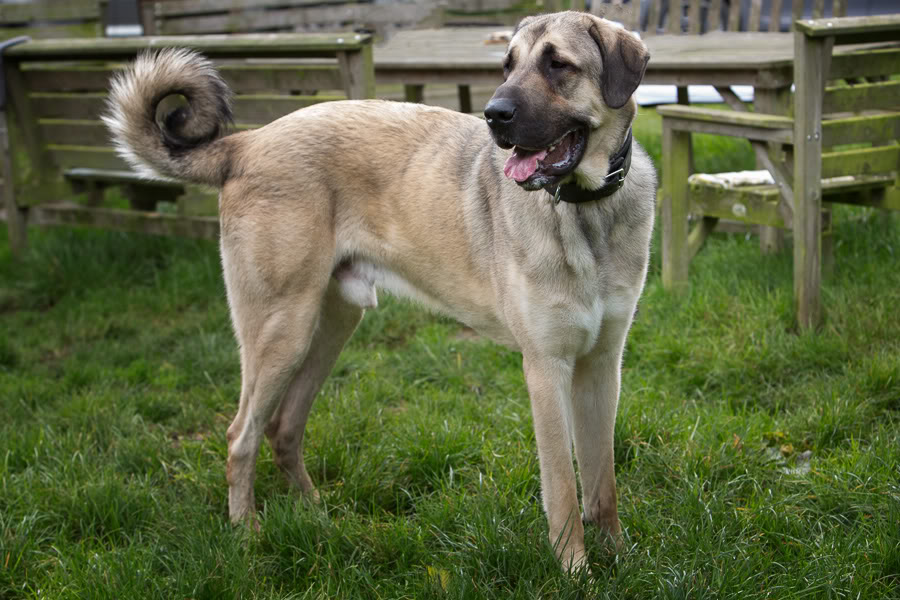 Kurt Cobain - Anatolian Shepherd  - REHOMED!  - Page 2 LBRD2of17