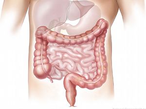 Siete cosas que deberías saber sobre tu digestión Estomago-digestion_zps14c87462