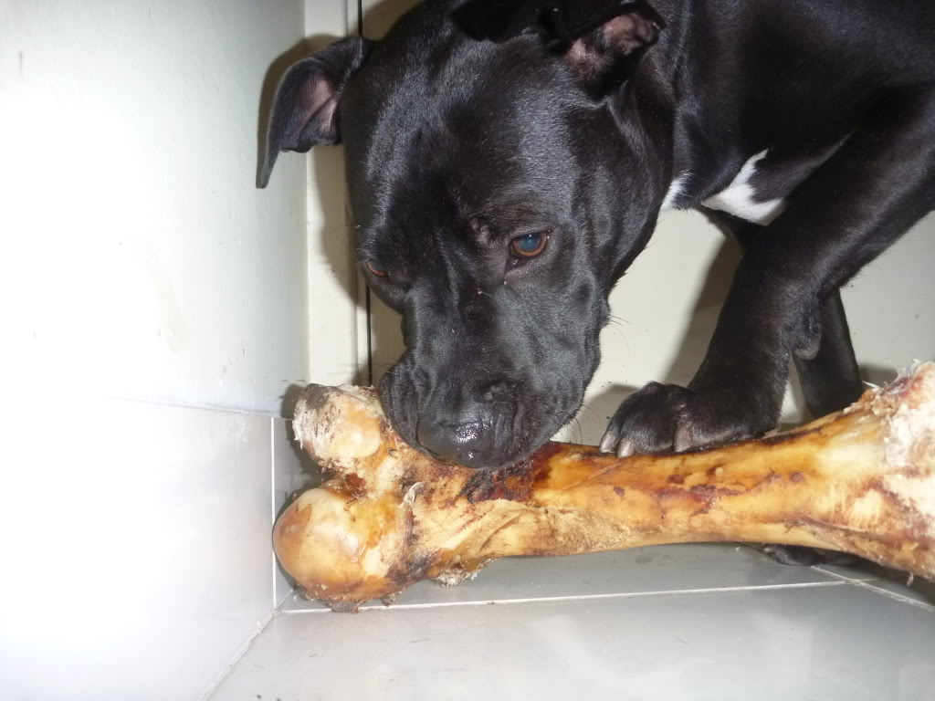 Skye eating her big bone! P1010346