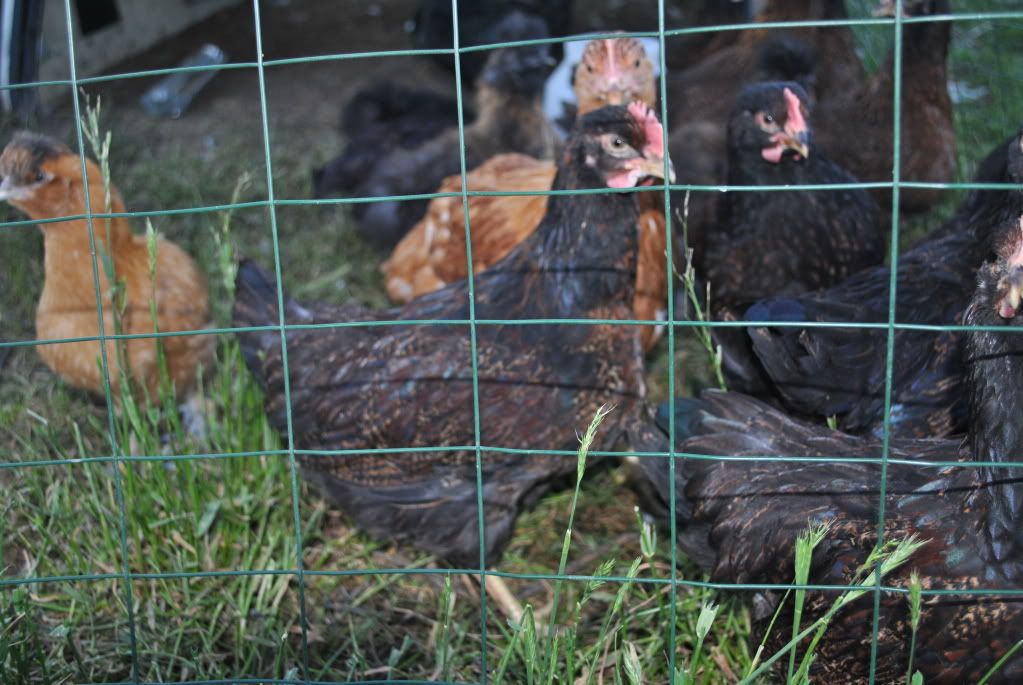 Mixed breed and Barnevelder Roosters DSC_0009