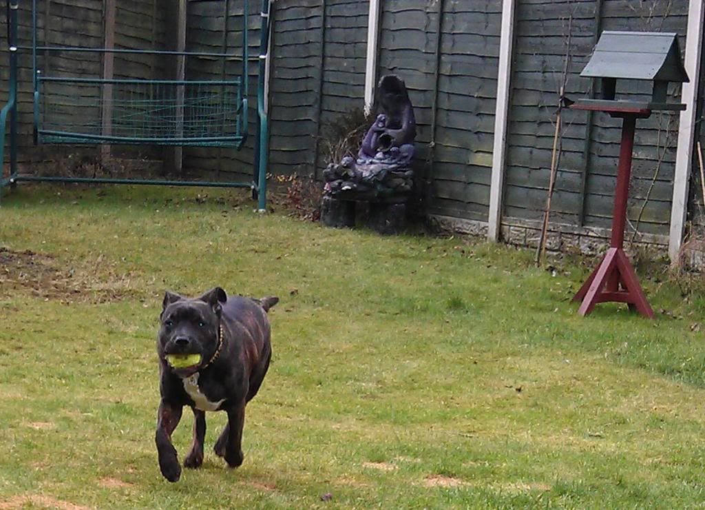 Playing Ball in the Garden (picture heavy) IMAG0183