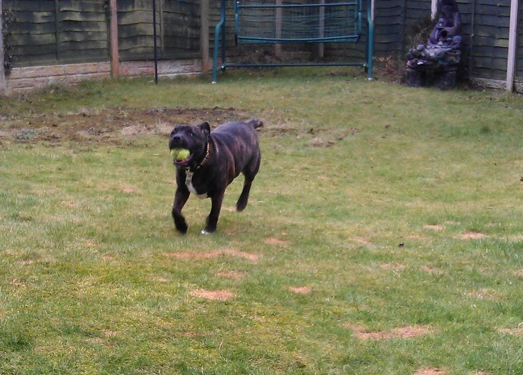 Playing Ball in the Garden (picture heavy) IMAG0187