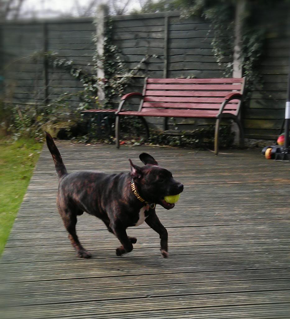 Playing Ball in the Garden (picture heavy) Running