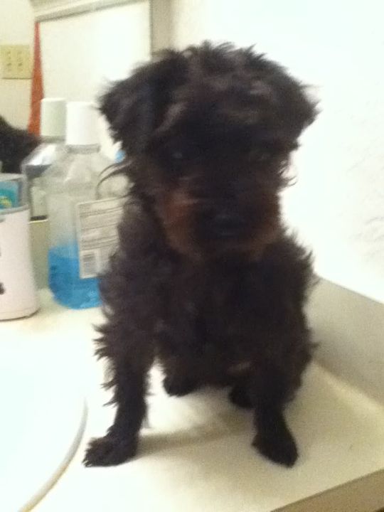 Izzy, my Yorkie-Poo! 010