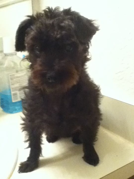 Izzy, my Yorkie-Poo! 013