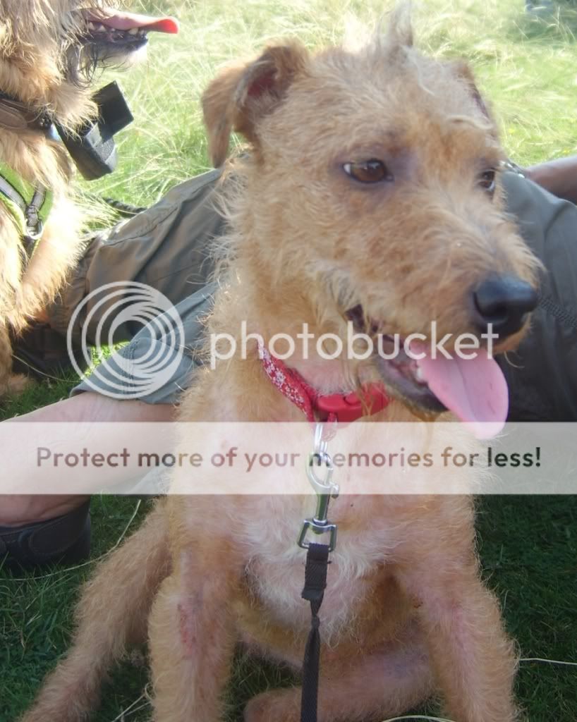 Amber - Welsh Terrier x with Hope Rescue  Amber