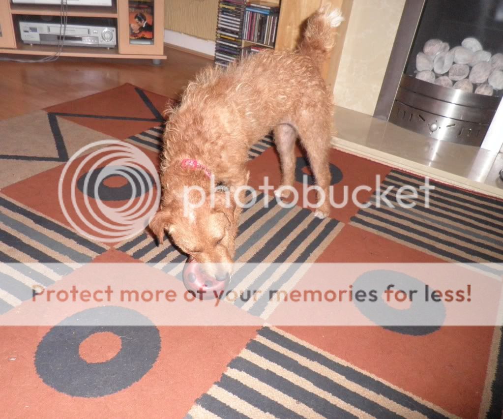 Amber - Welsh Terrier x with Hope Rescue  Amber4