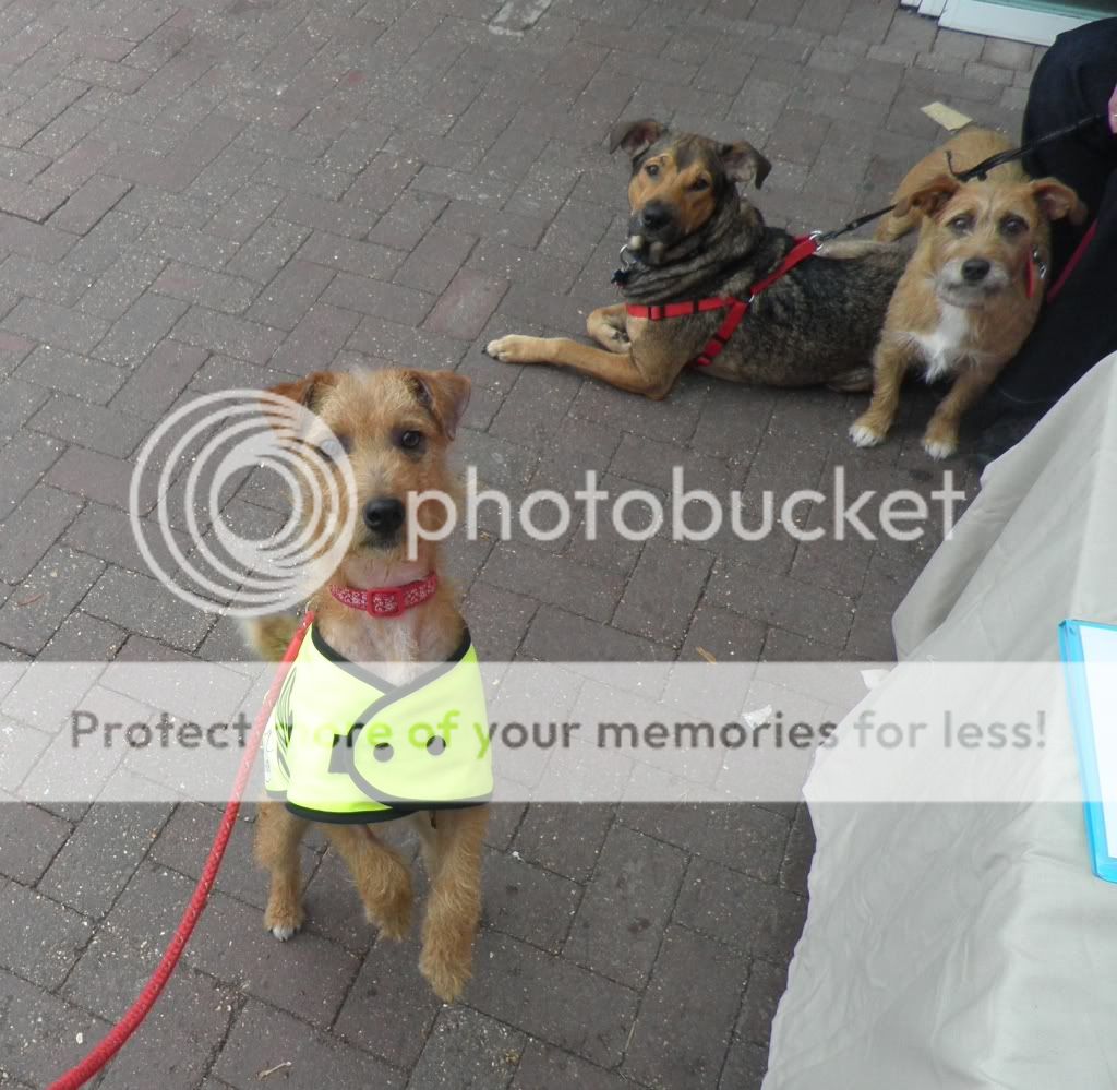 Amber - Welsh Terrier x with Hope Rescue  Amber6