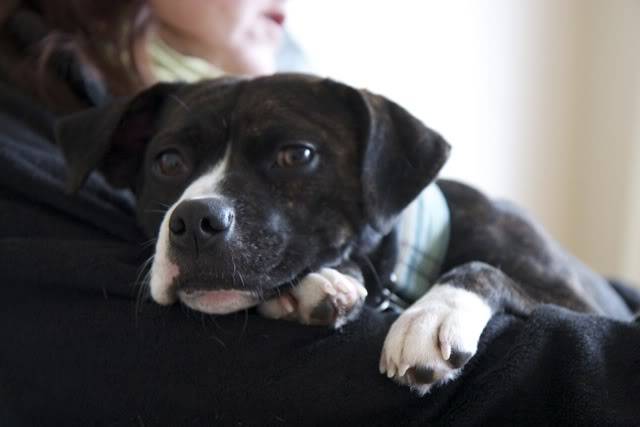 Annie - Young Staffie x Pug (?) in South Wales (Hope Rescue) Annie