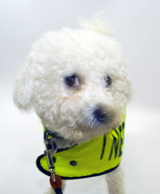 Casey - Bichon Frise with Hope Rescue Casey12