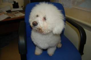 Casey - Bichon Frise with Hope Rescue Casey2