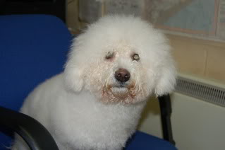 Casey - Bichon Frise with Hope Rescue Casey3
